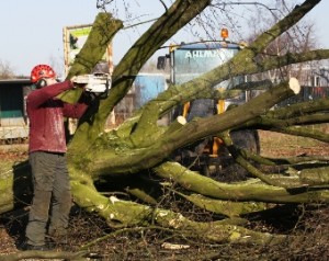 Bomen rooien | Soontiëns Boomverzorging