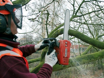 Bomen snoeien | Soontiëns Boomverzorging