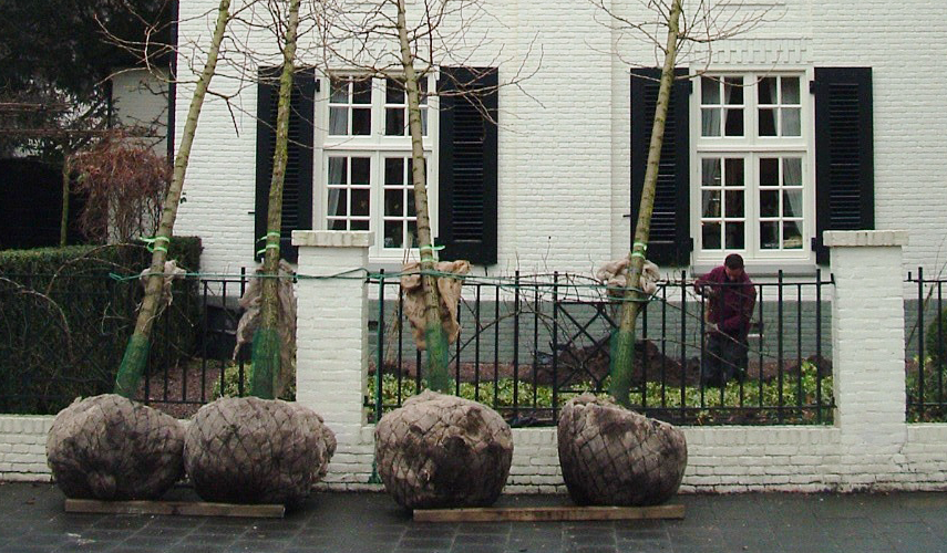 boomen-aanplanten Bomen aanplanten | Soontiëns Boomverzorging