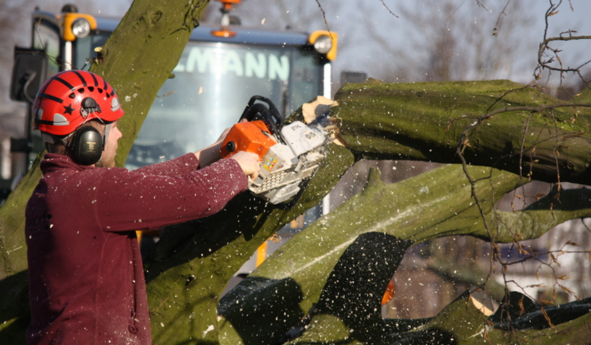 Bomen rooien