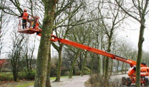 Snoeiwerkzaamheden | Soontiëns Boomverzorging