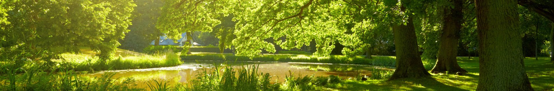 Onderhoud laanbomen