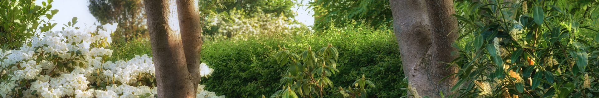 Bomen aanplanten